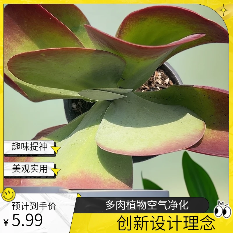 唐印脱土  包邮 传承多肉空气多肉植物耐旱上盆种植