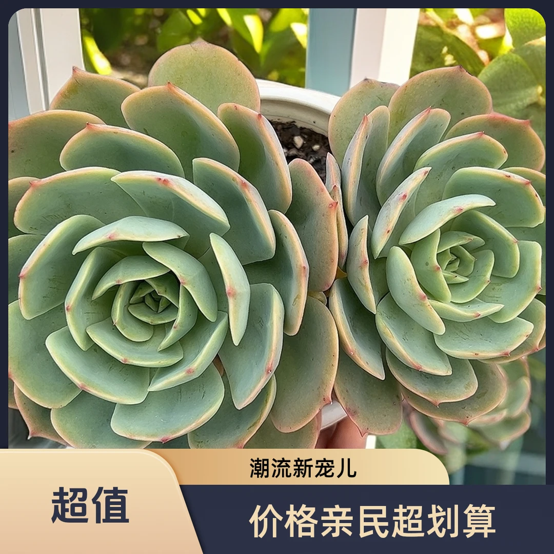 白雪公主脱土  包邮 传承多肉空气多肉植物耐旱上盆种植