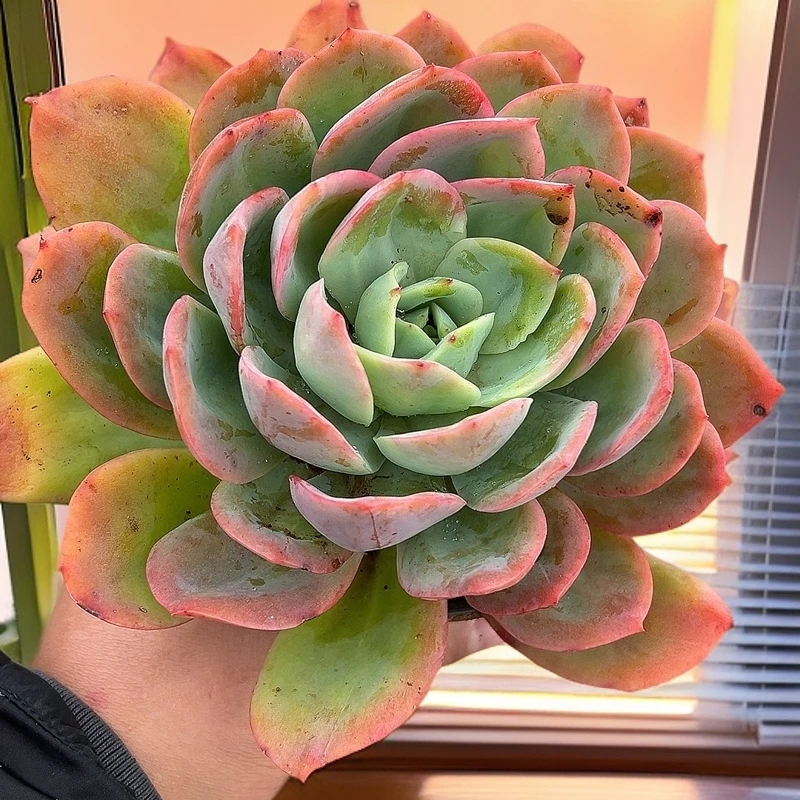120#绮罗脱土   传承多肉空气多肉植物耐旱上盆种植