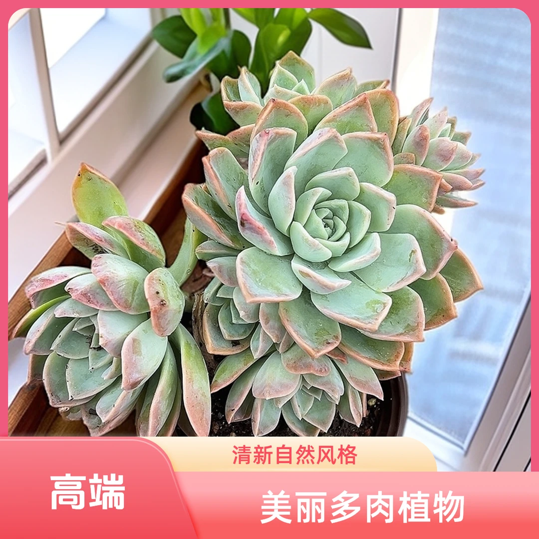 哈利沃森2脱土 包邮 传承多肉空气多肉植物耐旱