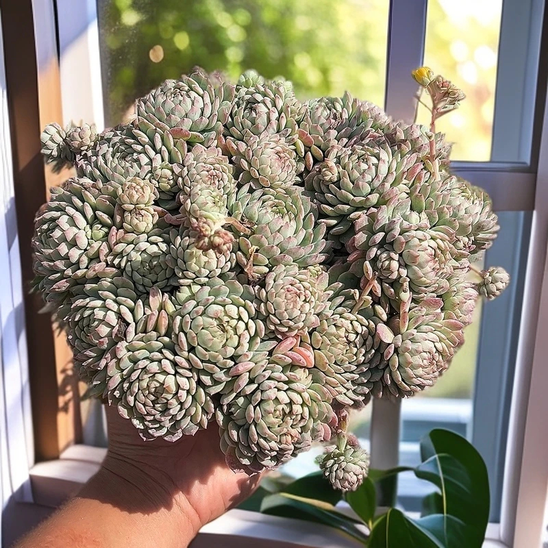 160#小粉梅带盆土  传承多肉空气多肉植物耐旱