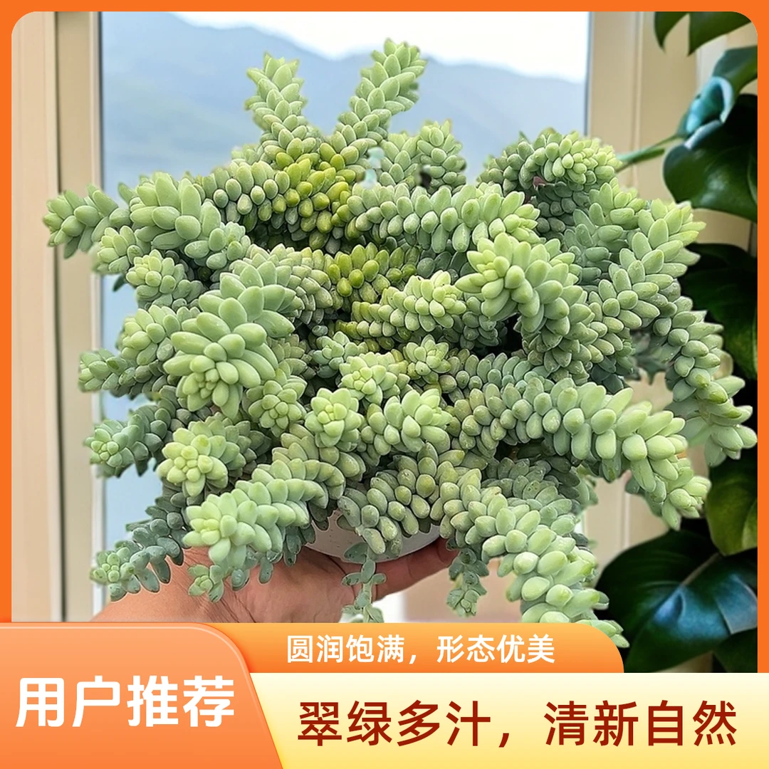 180#彩虹玉坠带盆土 多肉 包邮 传承多肉