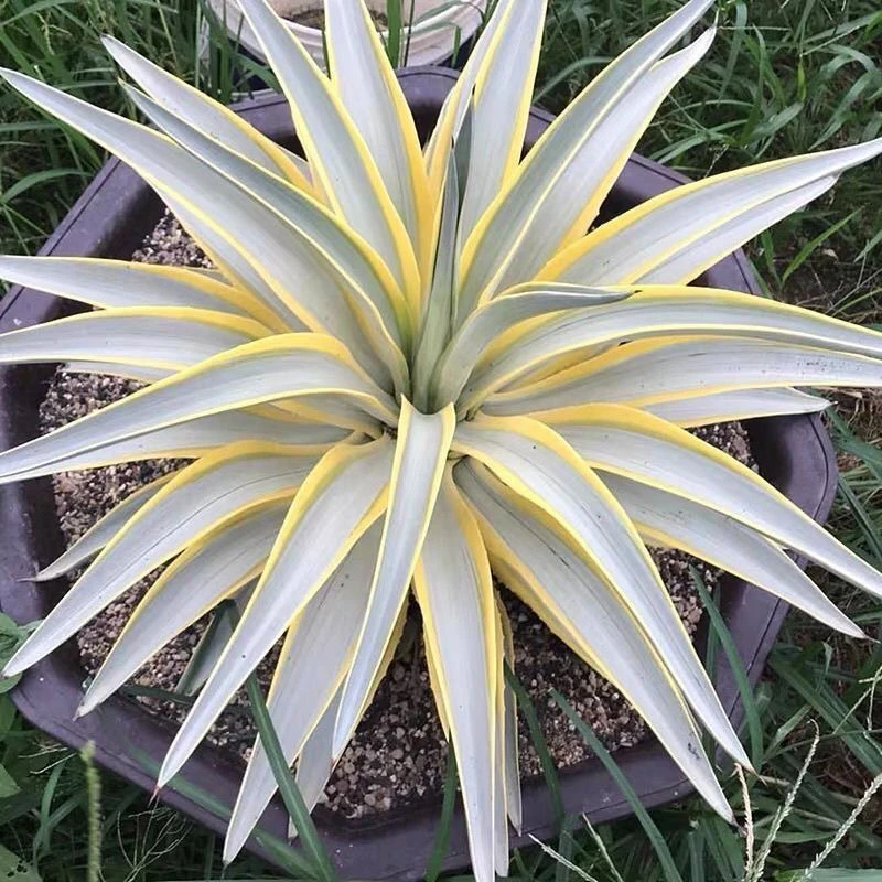 龙舌兰银河旅人覆轮锦龙舌兰科稀有多肉植物盆栽懒人绿植防辐射