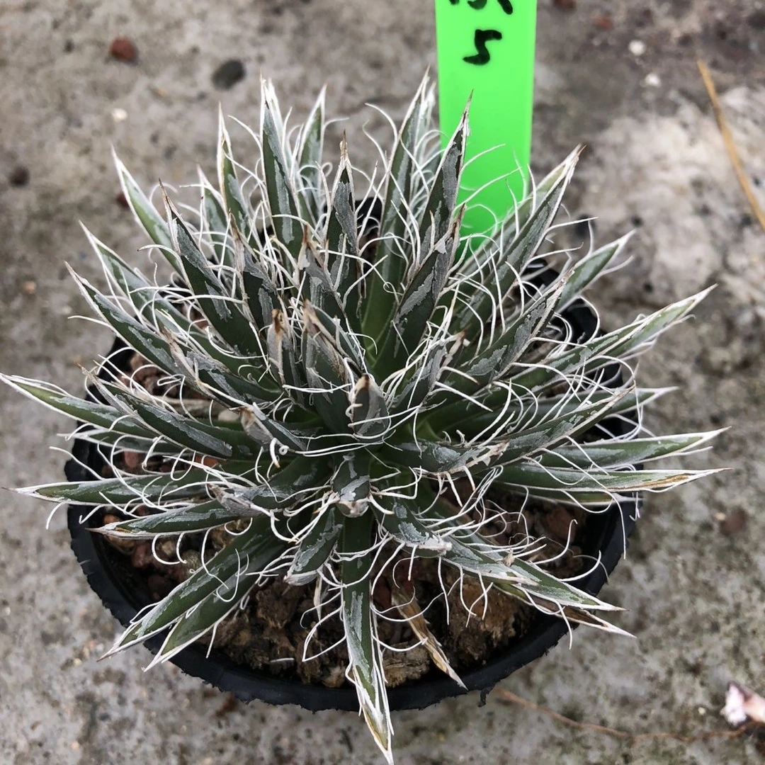 树冰龙舌兰多肉植物稀有大型绿植花卉阳台庭院观赏盆栽好养易度夏