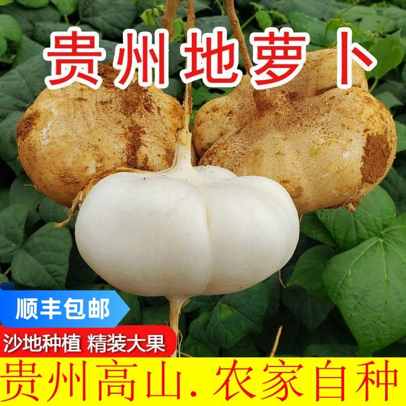 香脆贵州地萝卜凉薯新鲜现挖农家自种