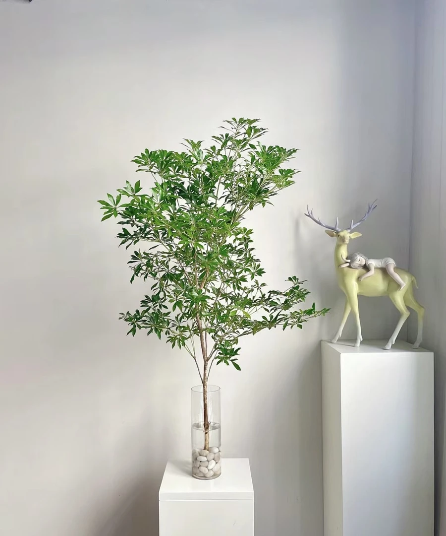 【森夏优选】A-17进口马醉木水培鲜切绿植室内装饰3-6个月花期