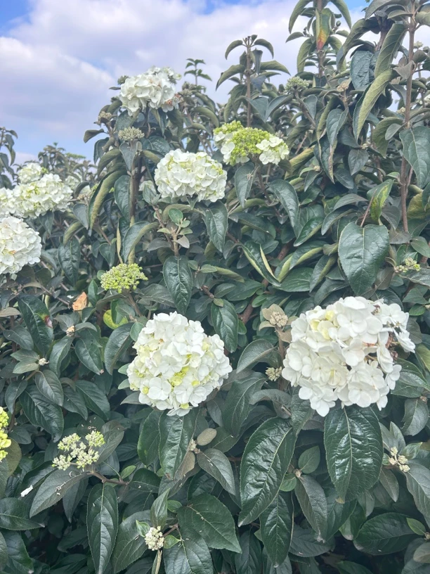 中华木绣球斗球庭院花卉