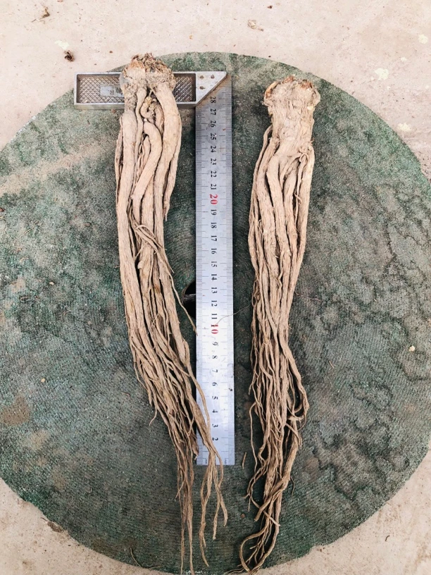 岷归.岷县当归精品大条当归滋补养生煲汤泡酒首选