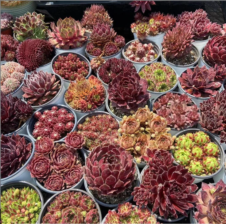 福袋：一盆9厘米长生草包邮发货