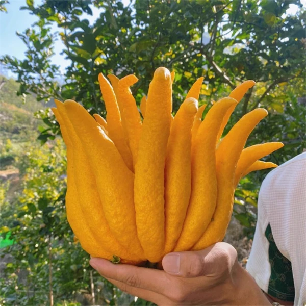 C【01-100】云南高原种植佛手柑清供水配观赏闻香水培高端绿植