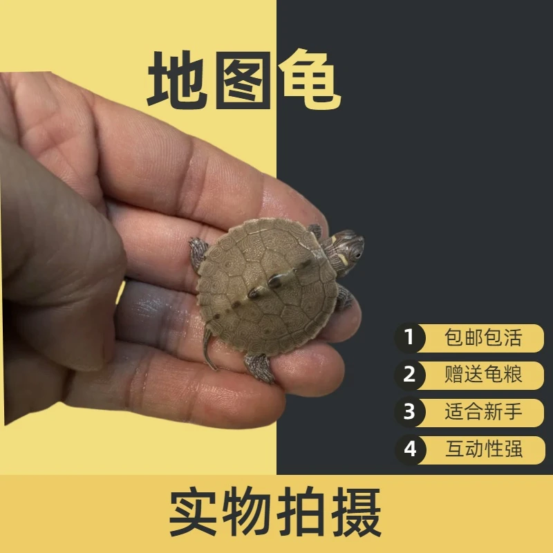 【地图龟】深水龟密西西比地图小乌龟活物可以鱼缸混养包活宠物杂食