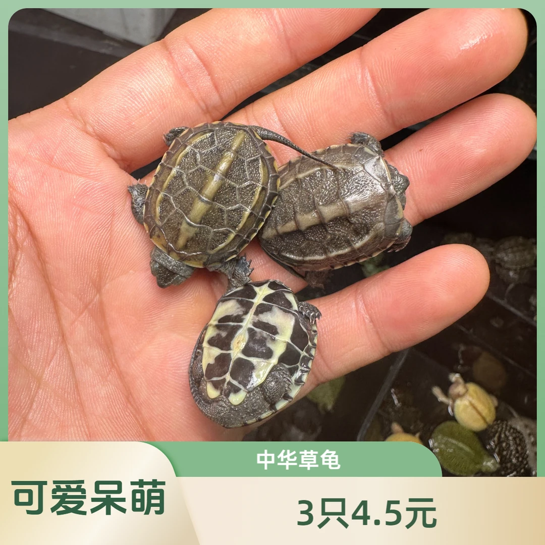 草龟苗小乌龟活体宠物淡水小孩子喜欢家庭饲养小宠物可爱呆萌