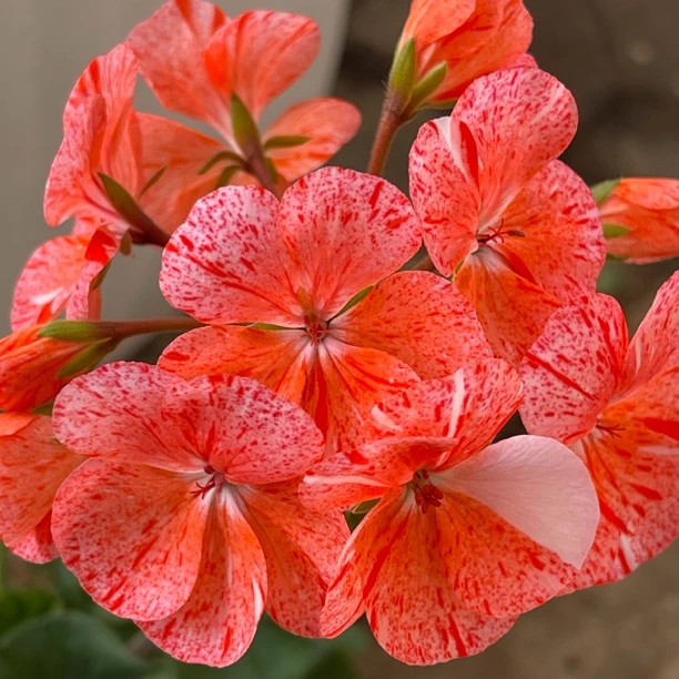 【鸡血石】直立天竺葵耐热勤花红色喷点四季开花