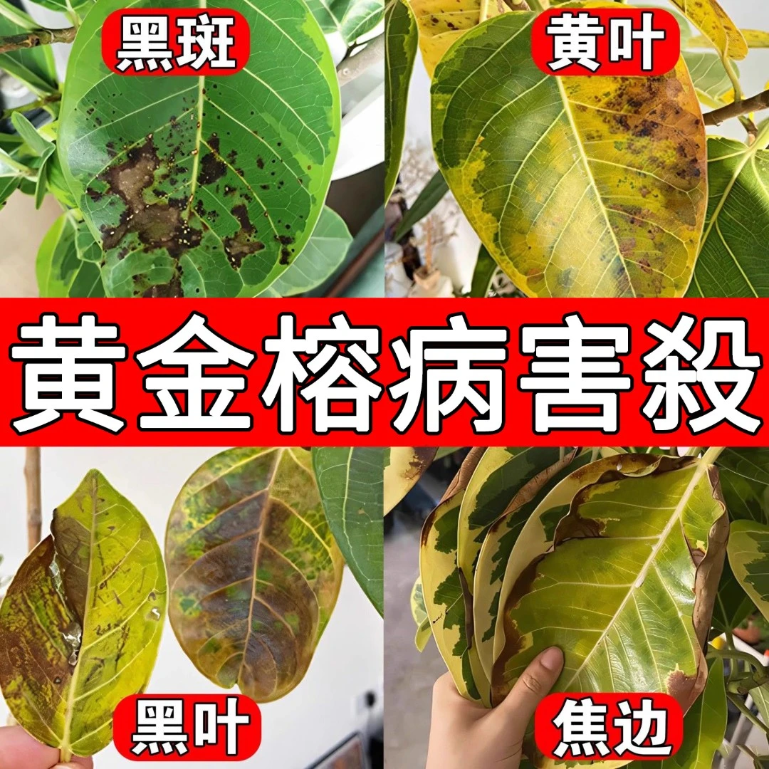 黄金榕专用营养液高山榕树掉叶黄叶卷叶干枯叶斑黑斑锈病专用肥料