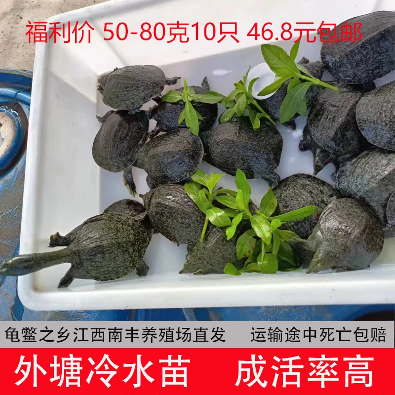 外塘原生态中华杂交甲鱼苗活体鲜活甲鱼苗批发包邮包活送开口料