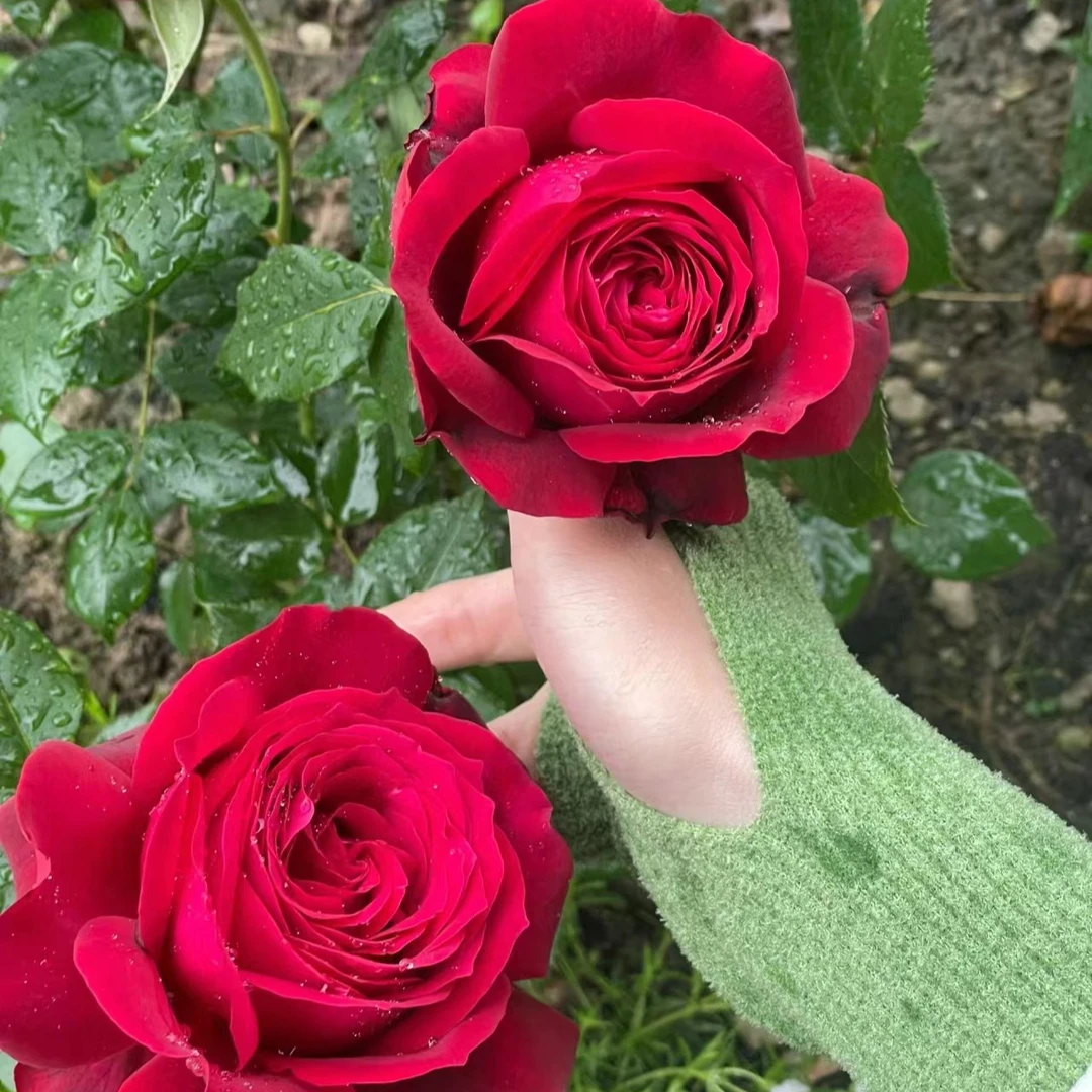 詹尼斯 月季 根系发达花期长花量大  1加仑