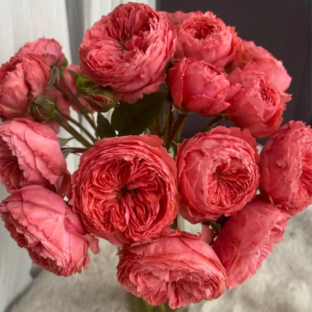 火烈鸟 月季 花期长抗病好 2加仑