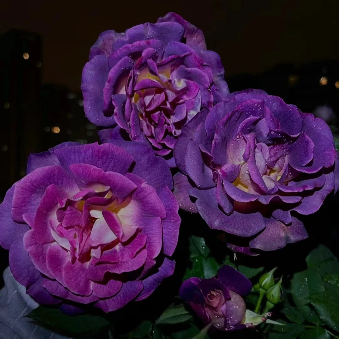 二加仑恶魔的海洋月季  色彩层次丰富质感花瓣复花性好花量大淡香