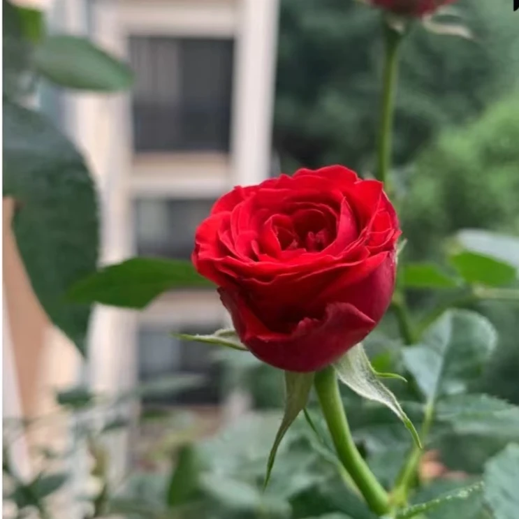 莫斯科 月季 饱满花型花期长直立性强生命力强 1加仑