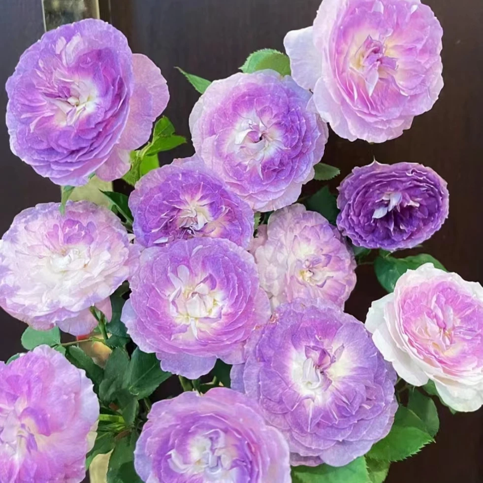 蓝月石月季 2加仑