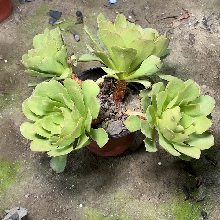 多肉植物相思染22