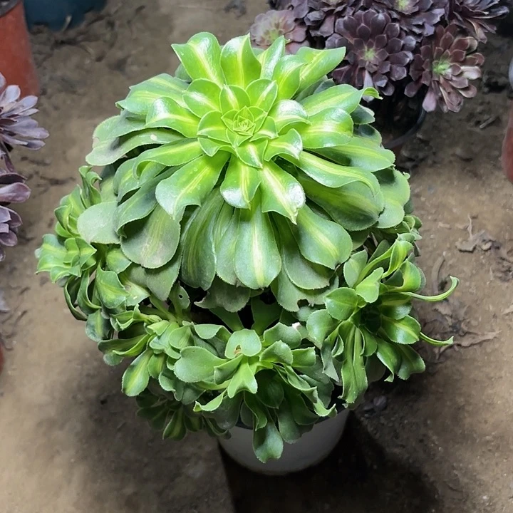 多肉植物金丝翡翠21