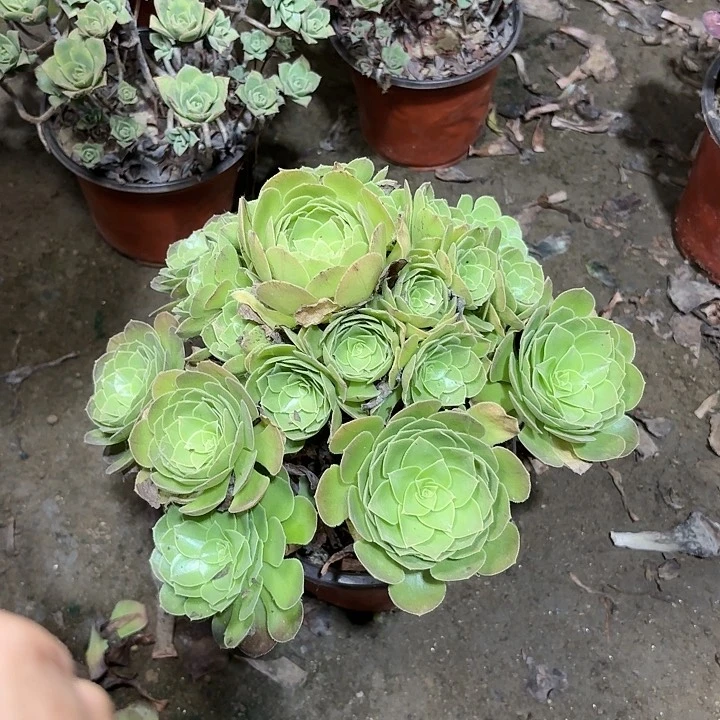 多肉植物万圣夜84