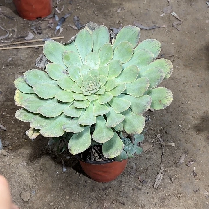 多肉植物沃里克127