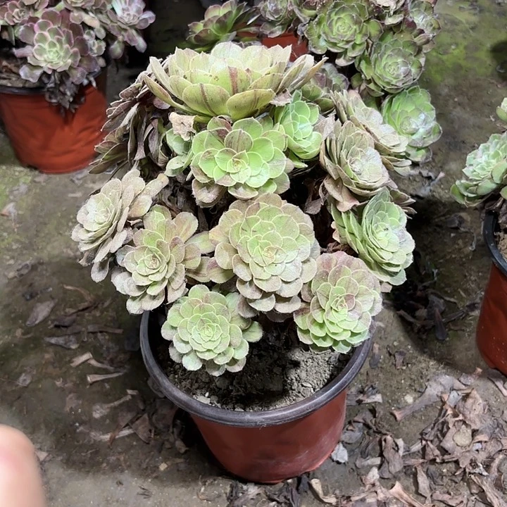 多肉植物花月夜60