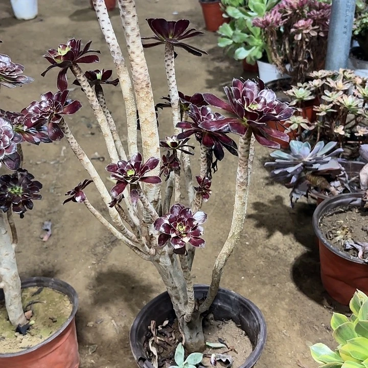 多肉植物法师墨法29