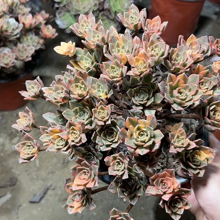 多肉植物法师甜茶26
