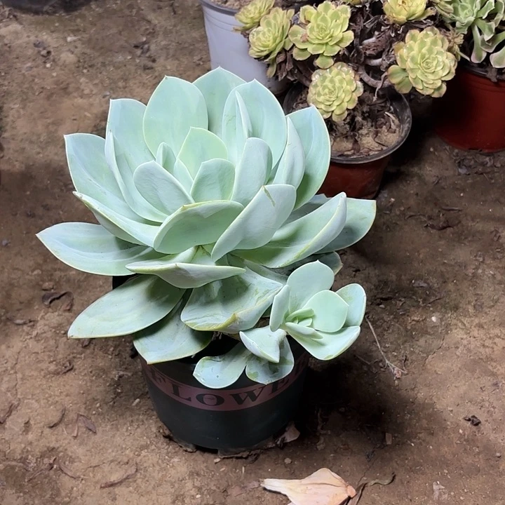 多肉植物景甜白凤105