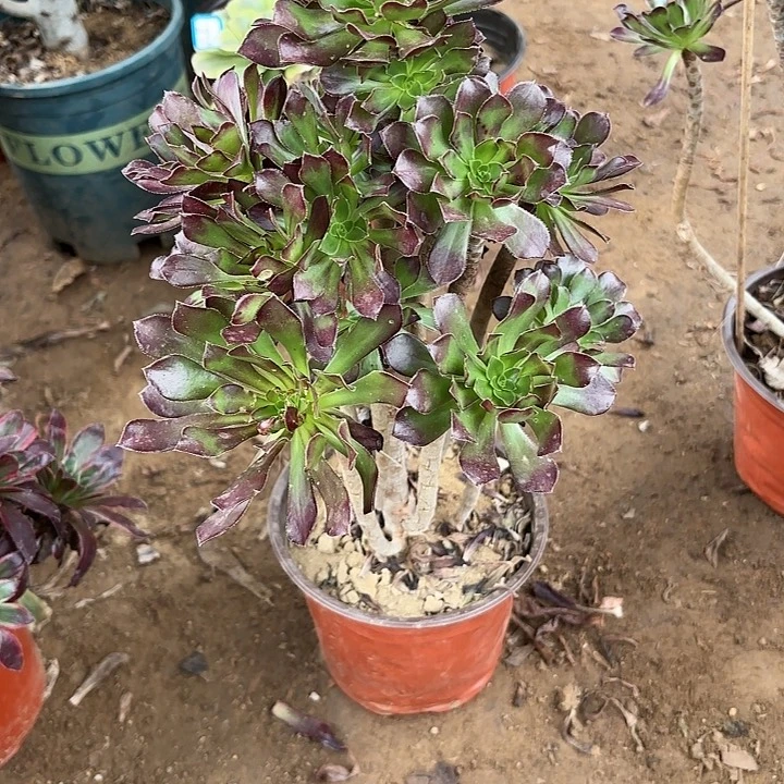 多肉植物法师绿剑25