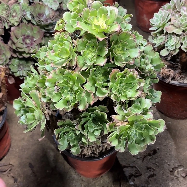 多肉植物艳日伞7