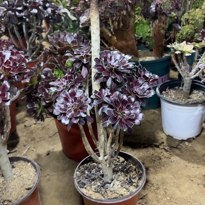 朵*多肉植物法师墨法111