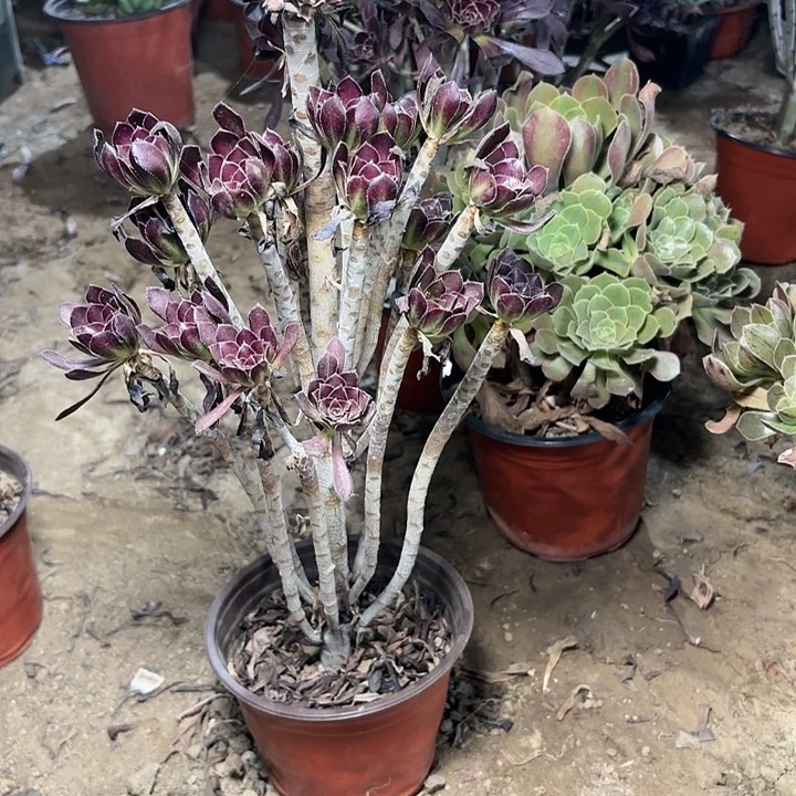 多肉植物法师绿剑37