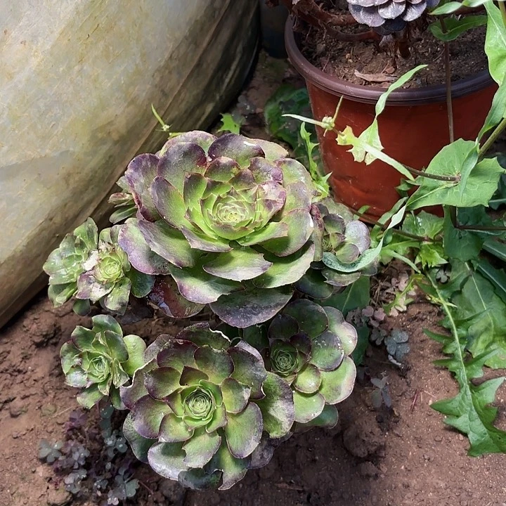 @****?多肉植物法师魅金36