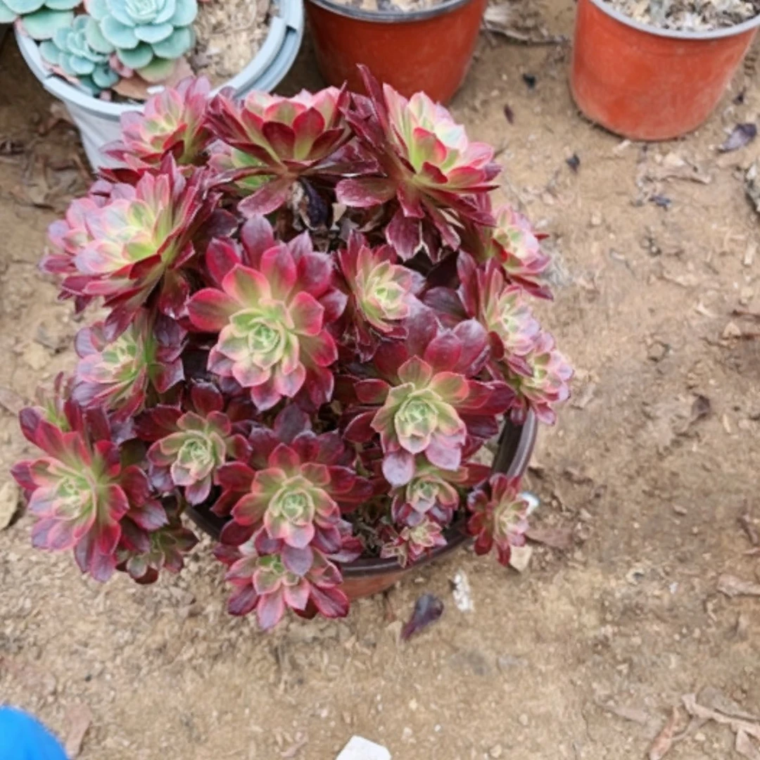 【闪购商品】多肉42
