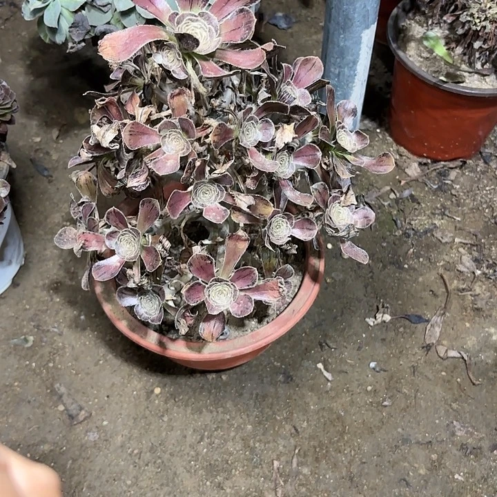 多肉植物法师拉丝82