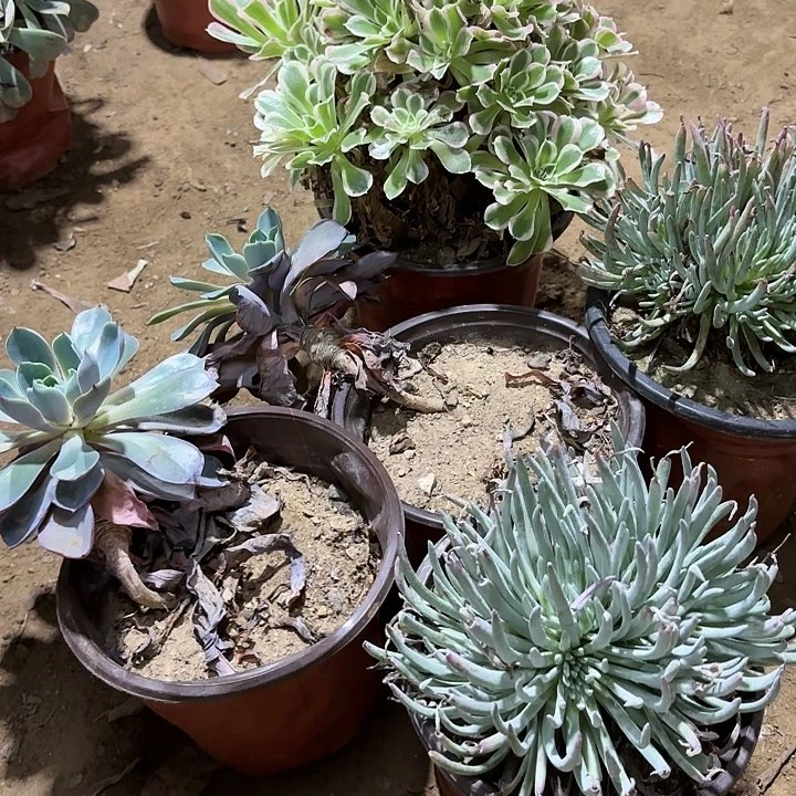 多肉植物法师4颗106
