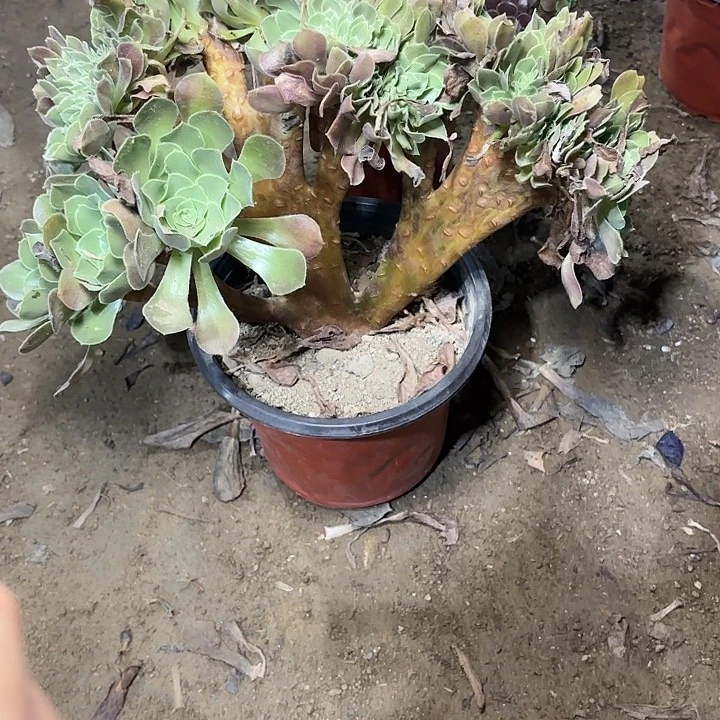 多肉植物玫瑰缀78