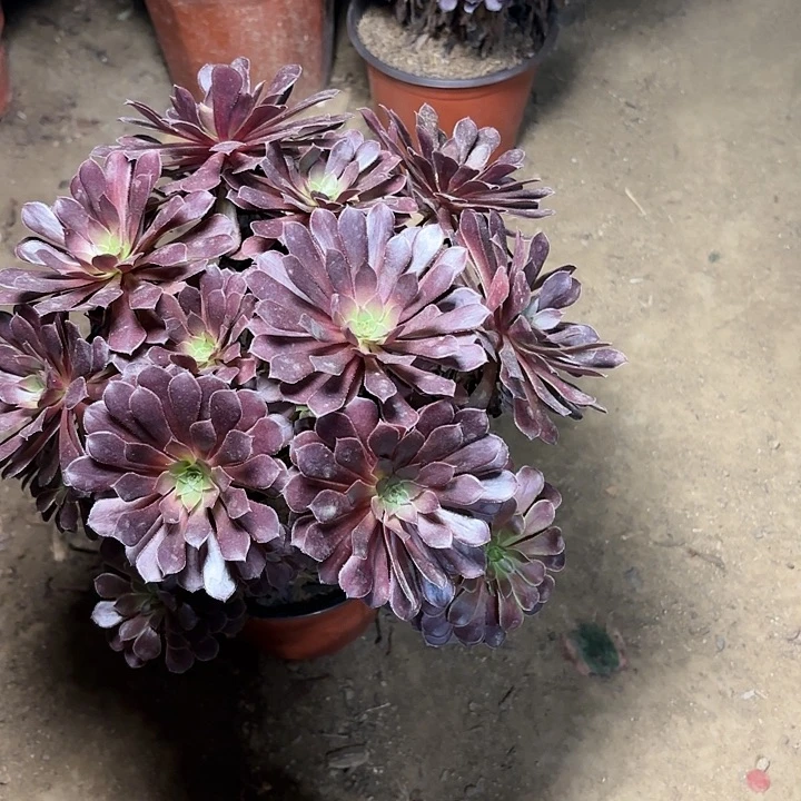 多肉植物法师铜壶18