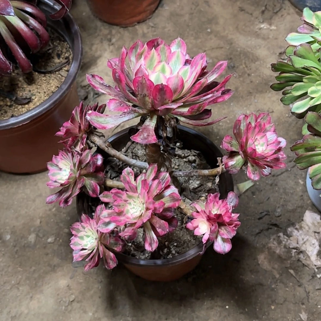 【闪购商品】多肉105