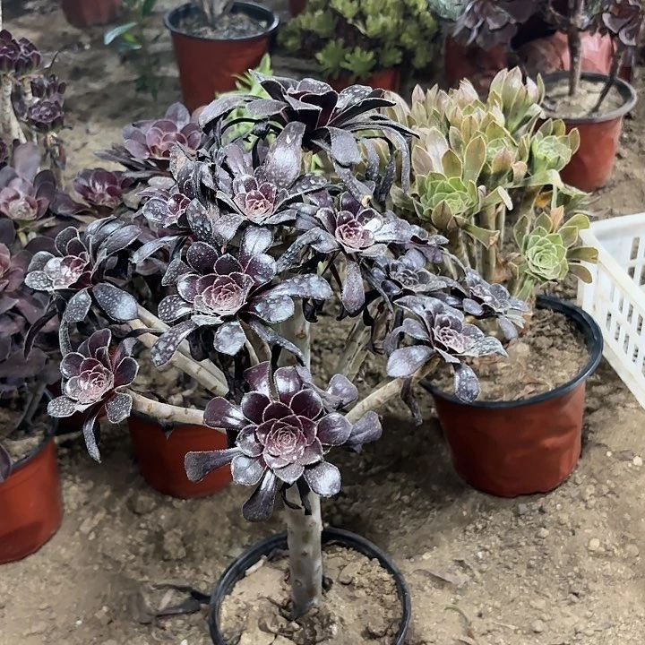 多肉植物法师墨法80