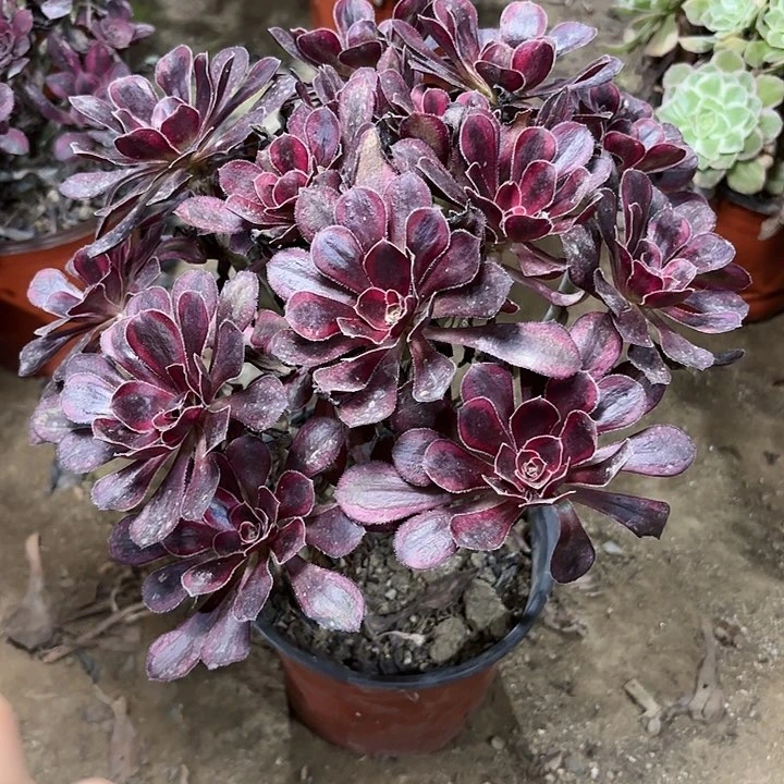 多肉植物法师丽娜83