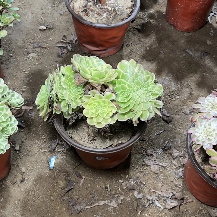 多肉植物奶白缀73