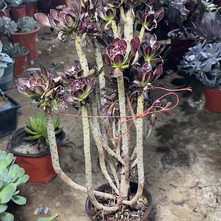 多肉植物法师绿剑5