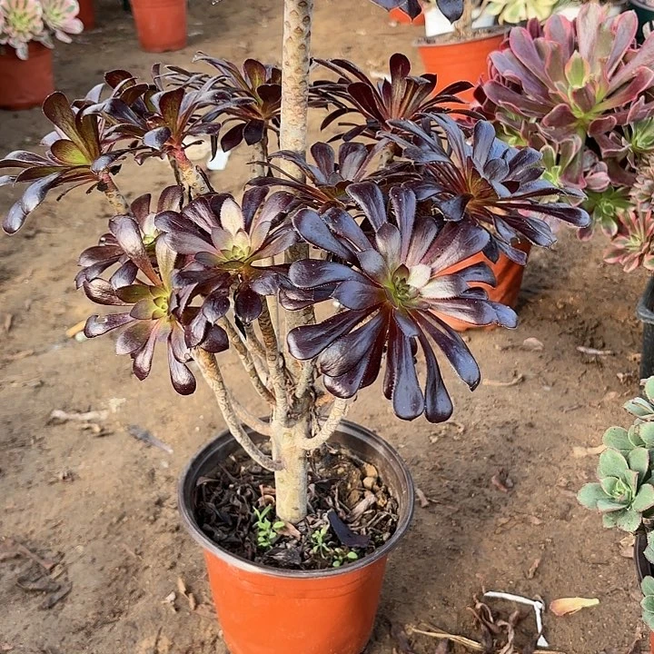 多肉植物法师墨法22