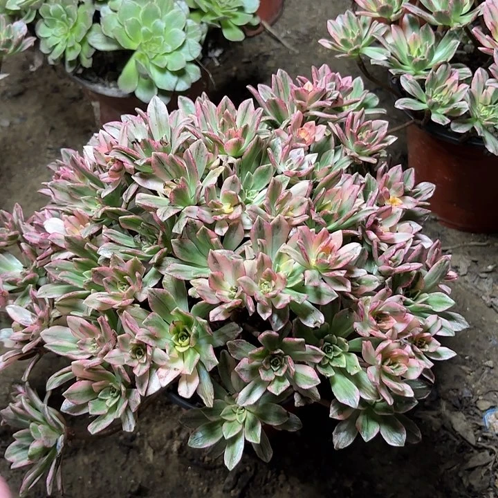 多肉植物法师甜茶33
