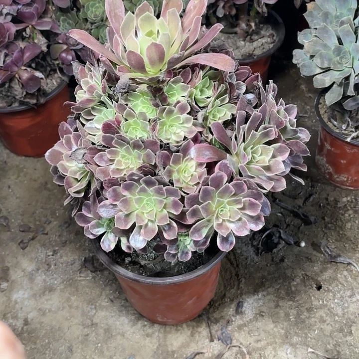 多肉植物金丝雀59